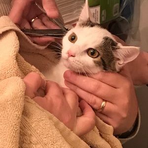 Meet your Posher, Jane fox